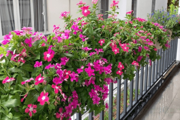 Trồng hoa ban công