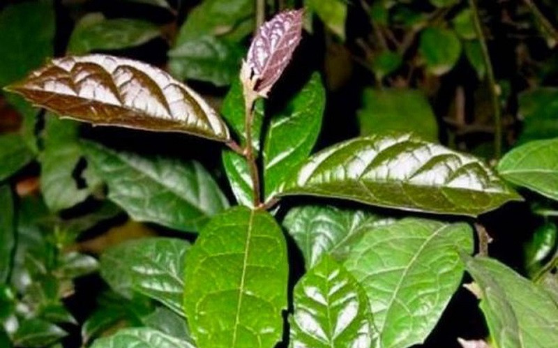 Hình ảnh cây xạ đen