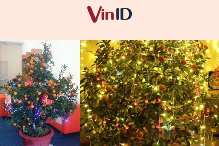 Chỉ nên dùng đèn LED công suất nhỏ trang trí cây quất để bảo vệ cây