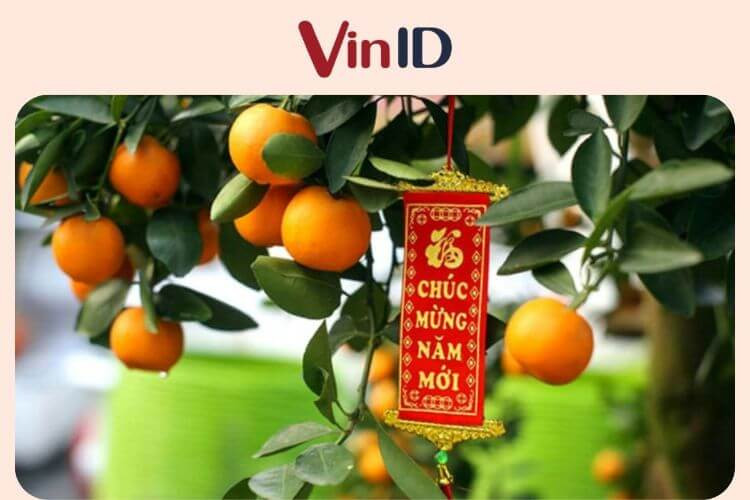 Những câu đối nhỏ màu đỏ vàng trang trí trên cây quất Tết mang ý nghĩa may mắn
