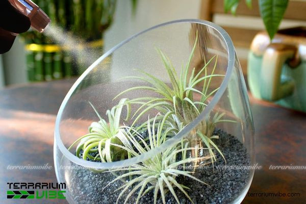Cách chăm sóc và điều kiện phù hợp cho cây thạch thảo trong terrarium
