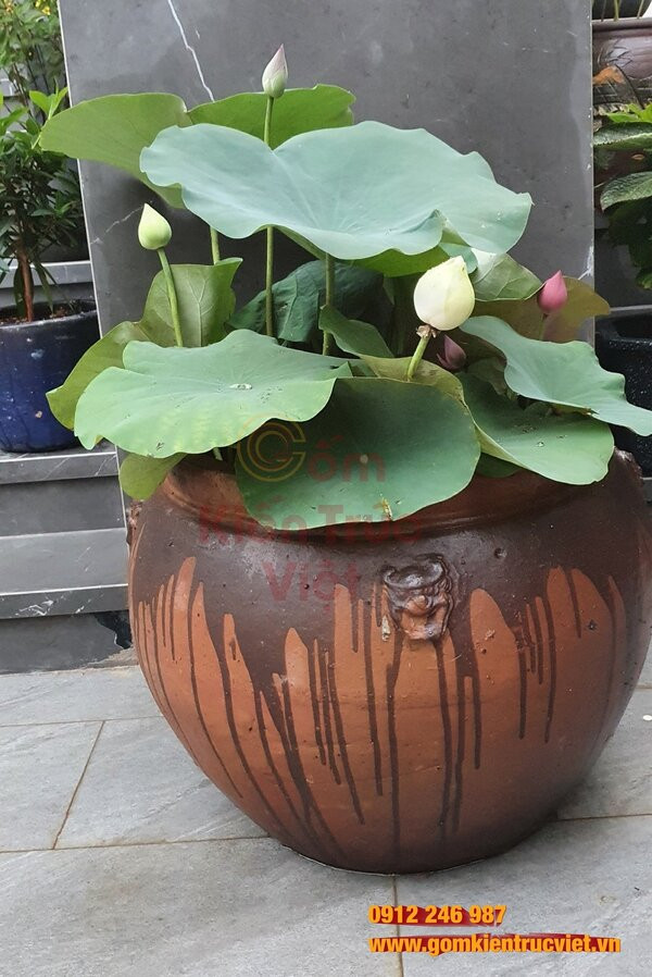 Chuẩn bị đất trồng sen