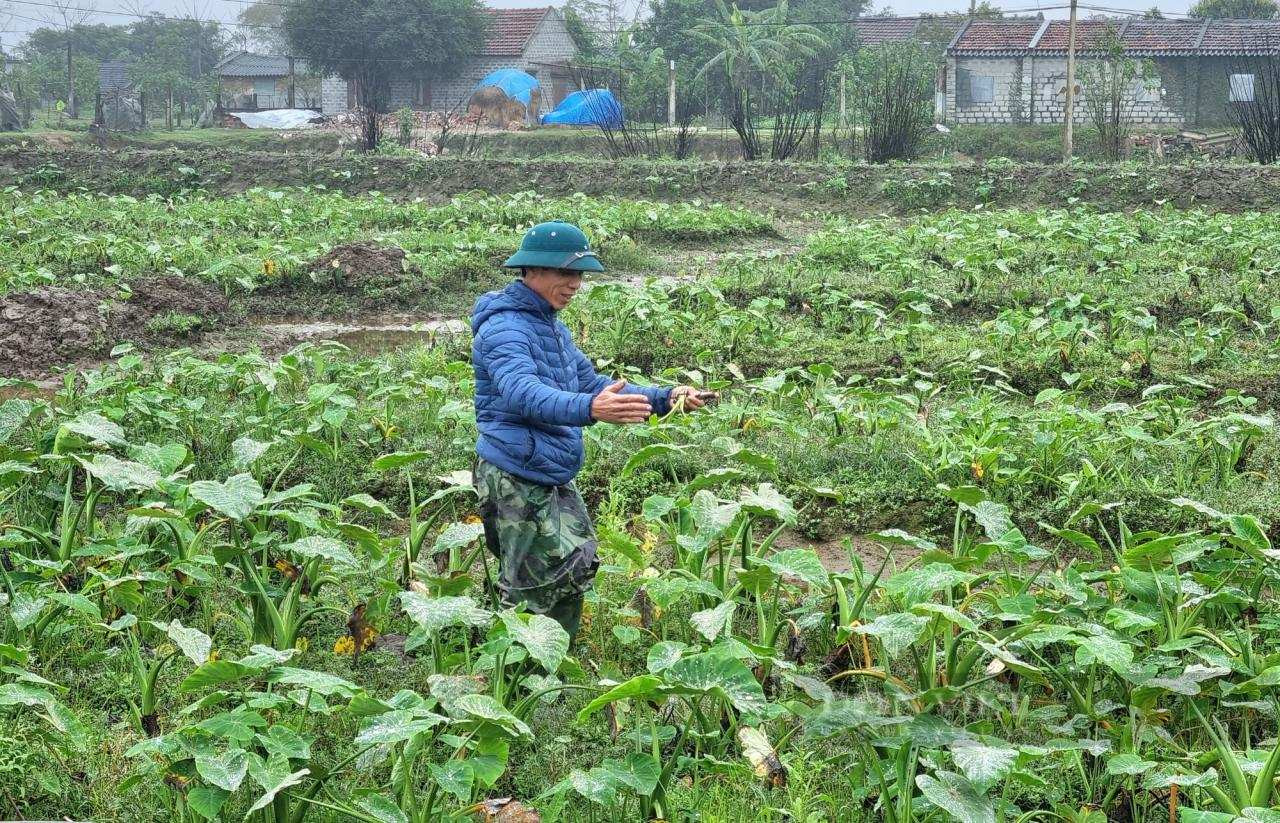 Ruộng cây môn ngọt đang phát triển xanh tốt, minh họa phương pháp trồng hiệu quả