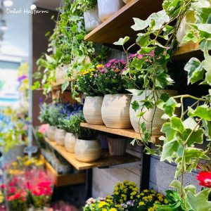 Cửa hàng Dalat Hasfarm, một địa chỉ cung cấp cây cảnh uy tín