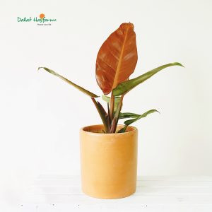 Lá cây Đế Vương Đỏ Philodendron Sun Red màu nâu đỏ độc đáo