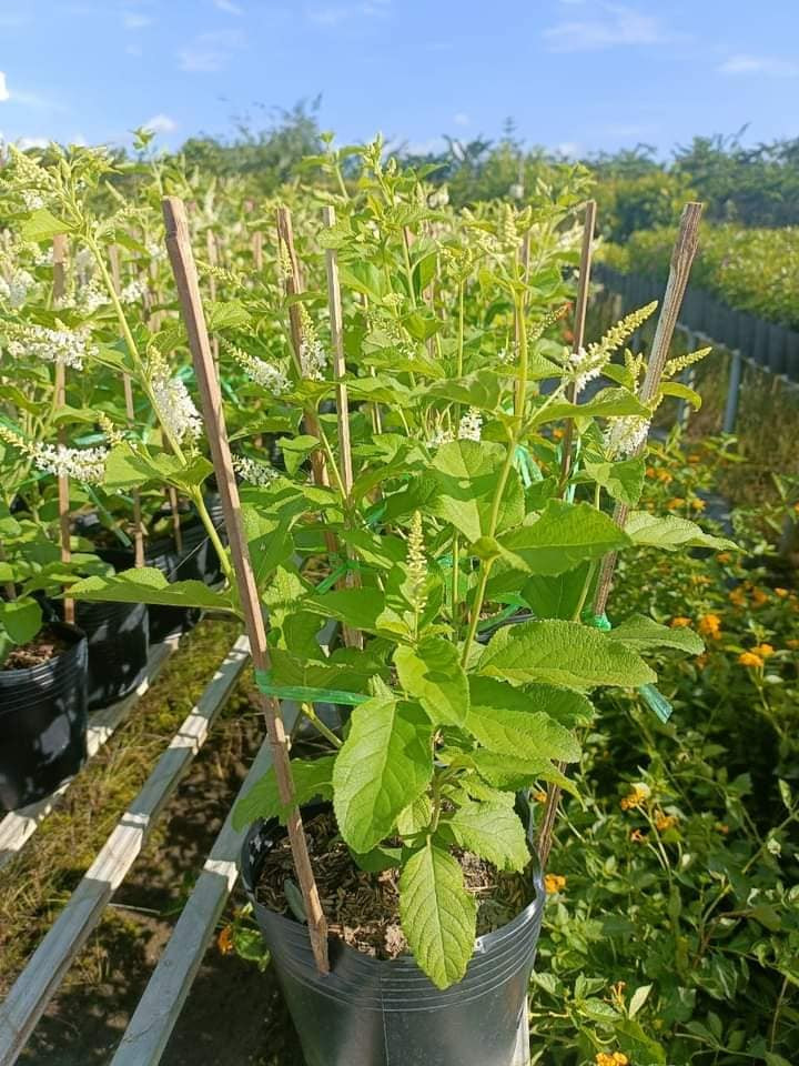 alt text: Chùm hoa bạch trầm hương rủ xuống