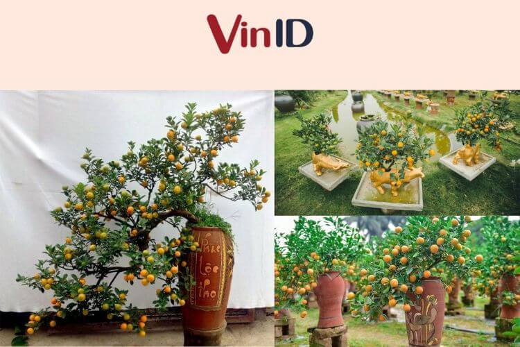 Chậu cây kiểng trang trí chữ Phúc Lộc Thọ hoặc hình con giáp cho cây quất Tết