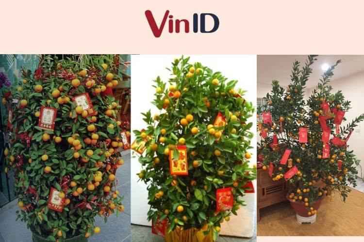 Treo phong bao lì xì màu đỏ rực rỡ lên cành cây quất ngày Tết
