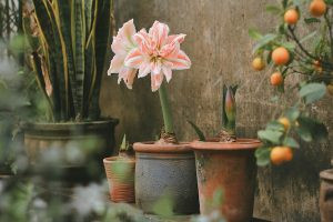 Vườn hoa lan huệ tô điểm không gian sống.
