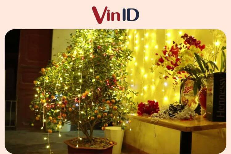Dây đèn nháy LED nhiều màu quấn quanh thân và cành cây quất Tết