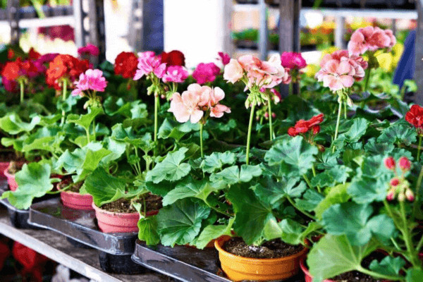 Trồng hoa ban công đẹp