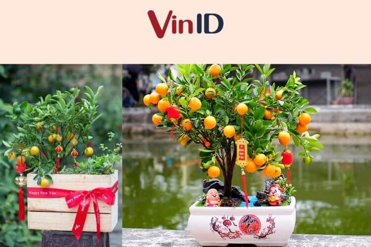 Những chiếc lồng đèn nhỏ màu đỏ được treo xen kẽ trên cây quất ngày Tết