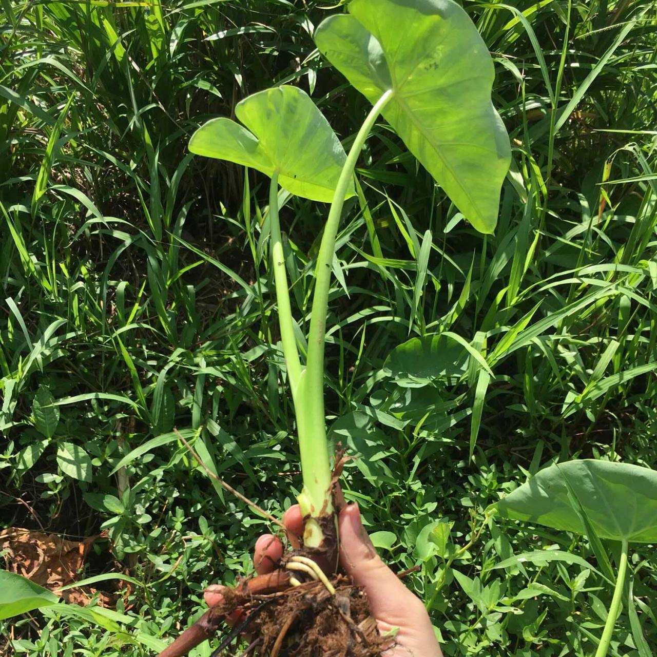 Bẹ và lá cây môn ngọt tươi sau khi thu hoạch, thể hiện tiềm năng năng suất