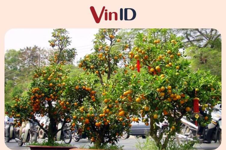 Sử dụng số lượng phụ kiện hợp lý và phân bố đều khi trang trí cây quất Tết