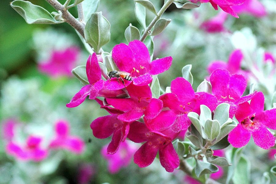 Tiến hành trồng cây tuyết sơn phi hồng đúng kỹ thuật