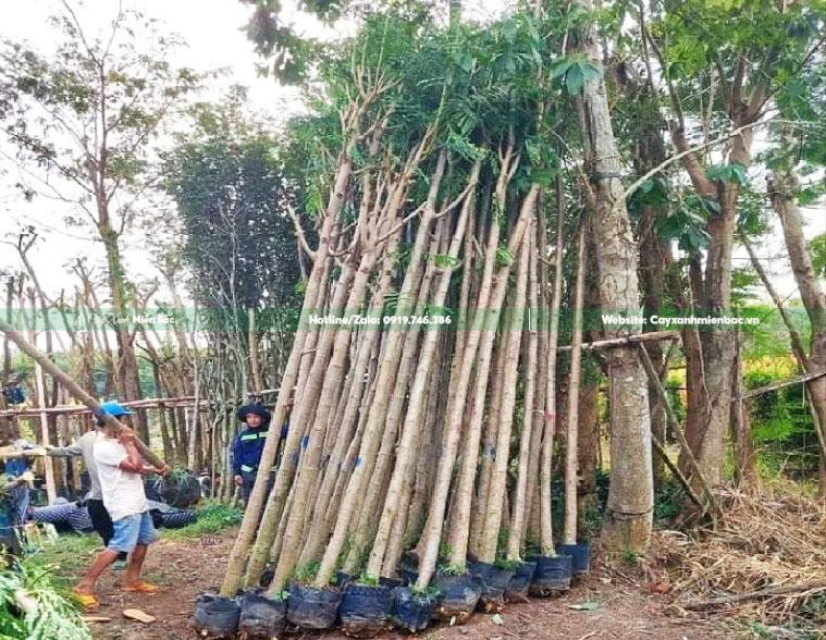 Chuẩn bị cây phượng vàng giao khách hàng