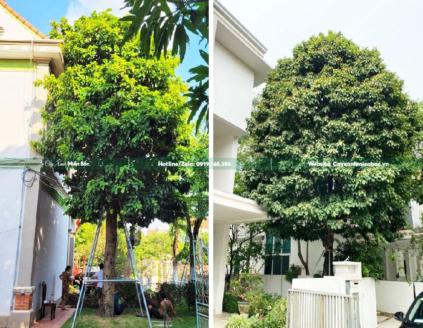 Cây Sang cỡ lớn trồng tạo điểm nhấn tại biệt thự