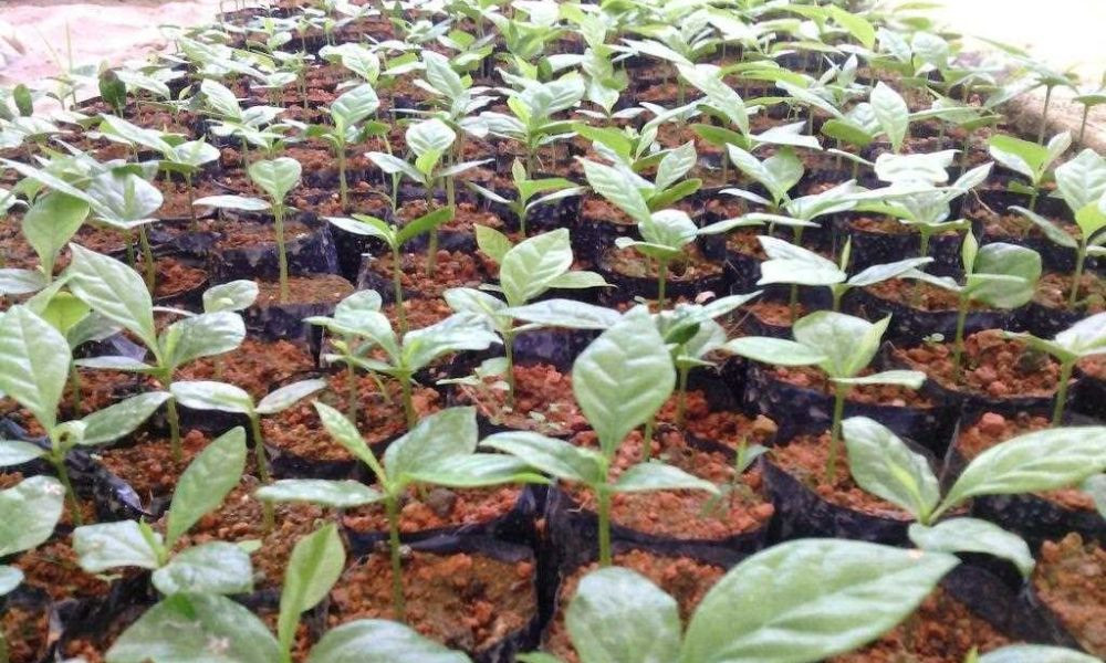 Đặt cây con từ bầu ươm vào hố đất khi trồng