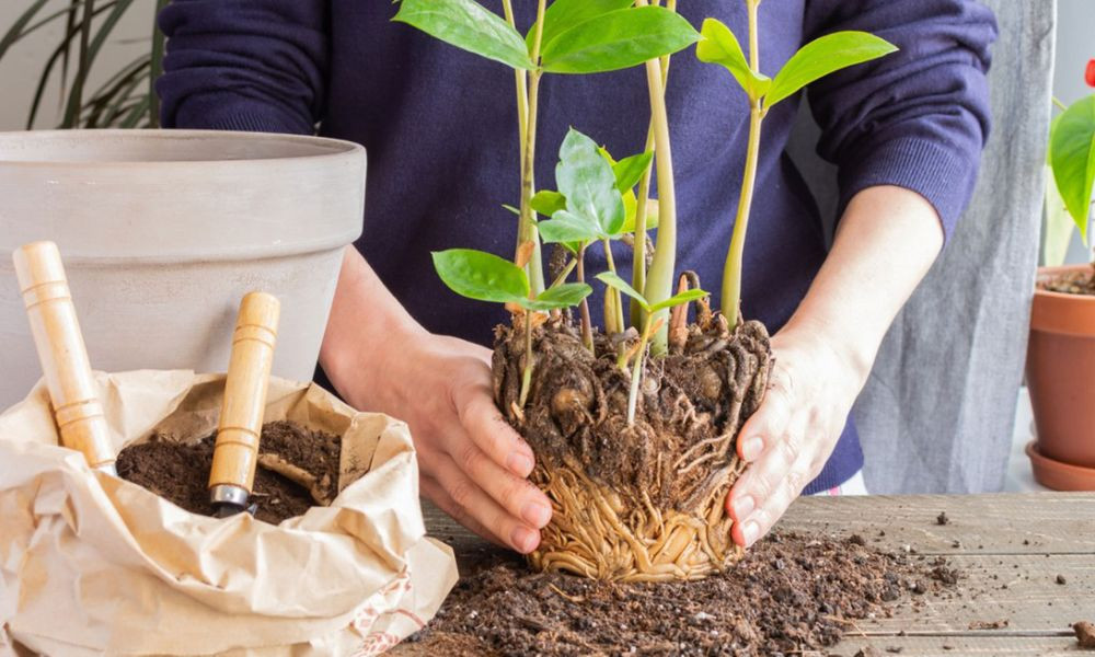 Chuẩn bị đất và cho đất vào chậu khi trồng cây tại nhà