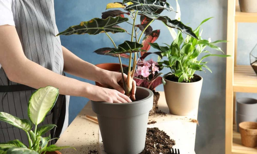 Đất sạch hoặc đất thịt làm nền tảng để thực hiện các bước trồng cây