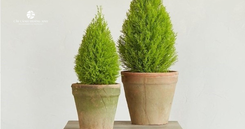 Chậu cây tuyết tùng bonsai dáng đẹp đặt trên bàn làm việc