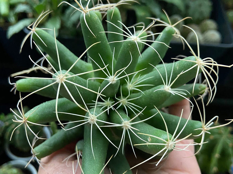 Cây xương rồng nải chuối với nhiều nhánh nhỏ