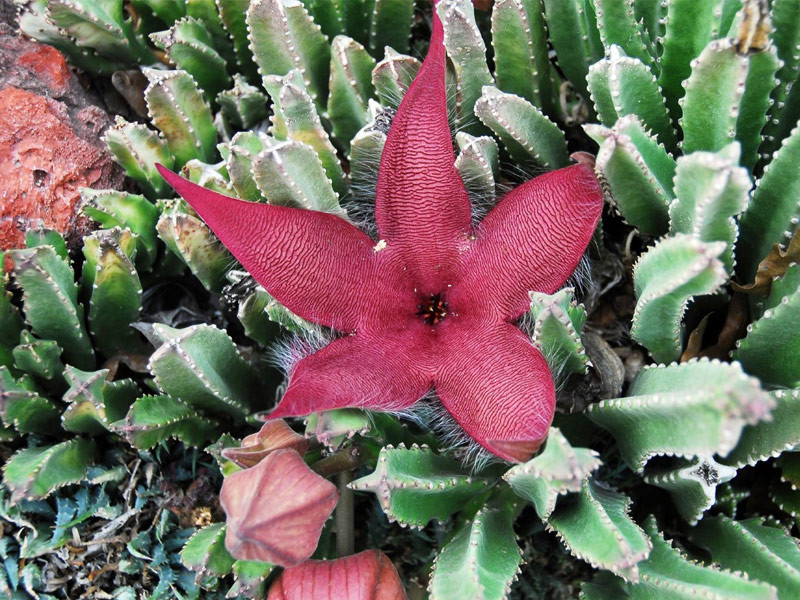 Cây xương rồng sao biển (Euphorbia Lactea) màu xanh sáng