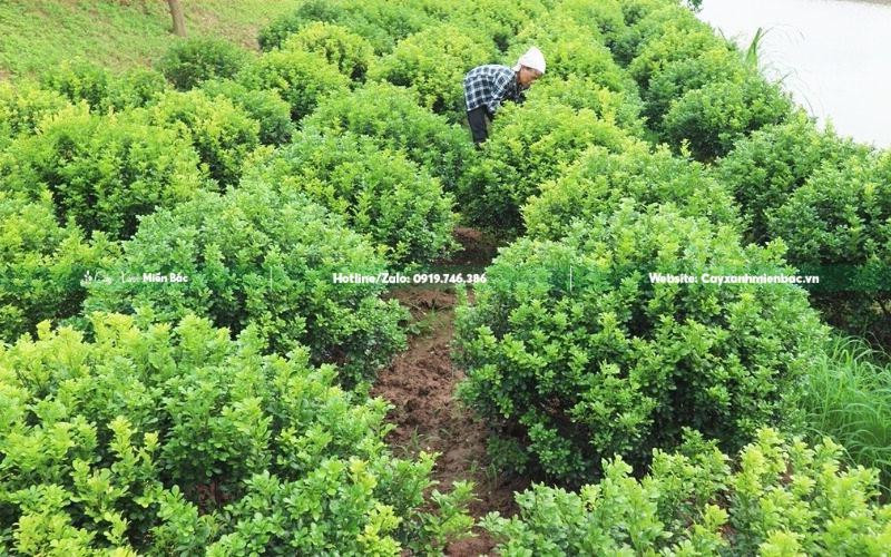 Hướng dẫn cách chăm sóc cây hoa ngâu