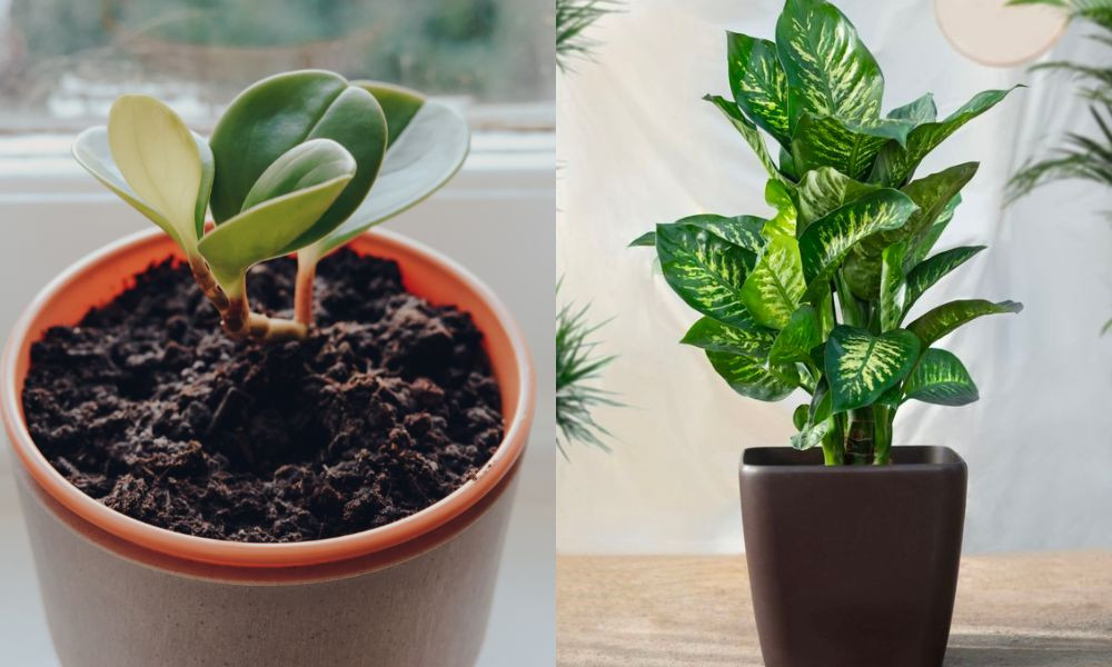 Hai loại cây Trường Sinh phổ biến