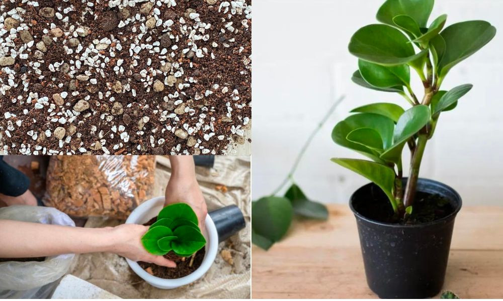 Cách trồng Trường Sinh bằng cách giâm cành