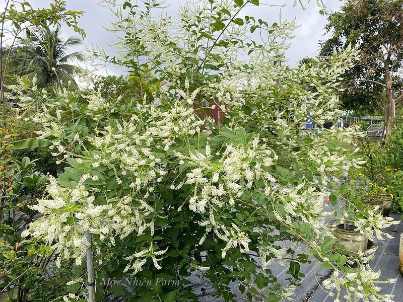 alt text: Cây bạch trầm hương với nhiều hoa