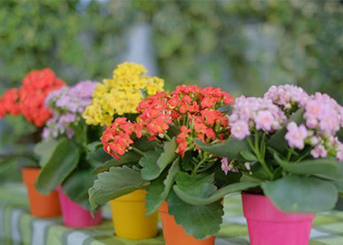 Cây kim cương mang đến vẻ đẹp sang trọng và hiện đại cho ban công nhà bạn.