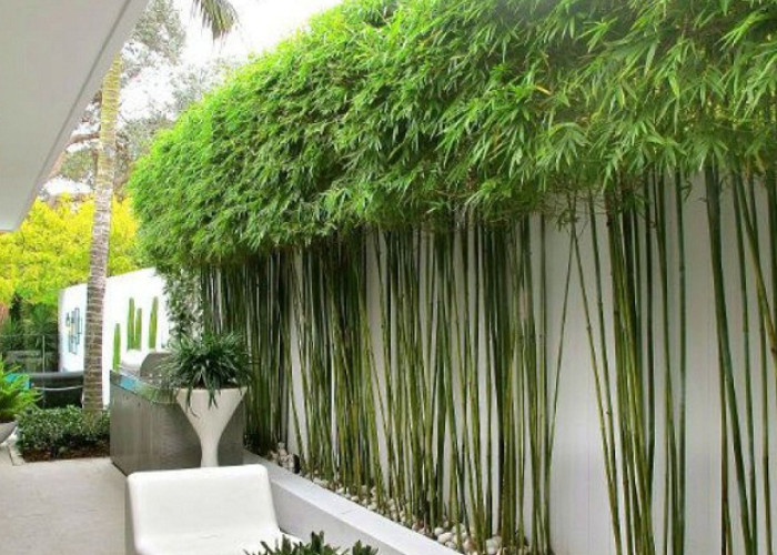 Những cây trúc quân tử nhỏ xinh như một cánh rừng tí hon tô điểm cho ban công nhà bạn.
