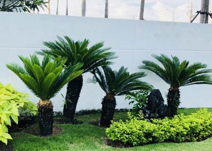 Cây vạn niên thanh mang đến vẻ đẹp xanh tươi và sự trường tồn cho không gian sống của bạn.