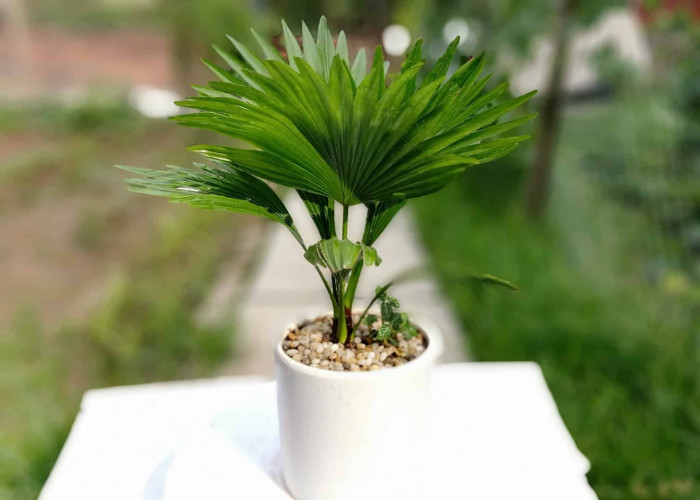 Cây cọ nhất với hình dáng nhỏ nhắn điểm xuyến cho ban công của bạn trở nên tươi mát hơn.