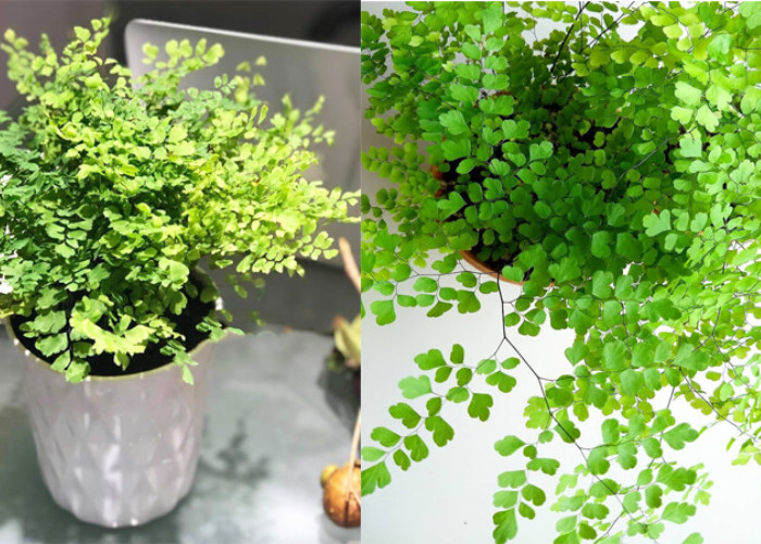 Tóc tiên vệ nữ có kích thước khá nhỏ sẽ không chiếm quá nhiều không gian của nhà bạn.