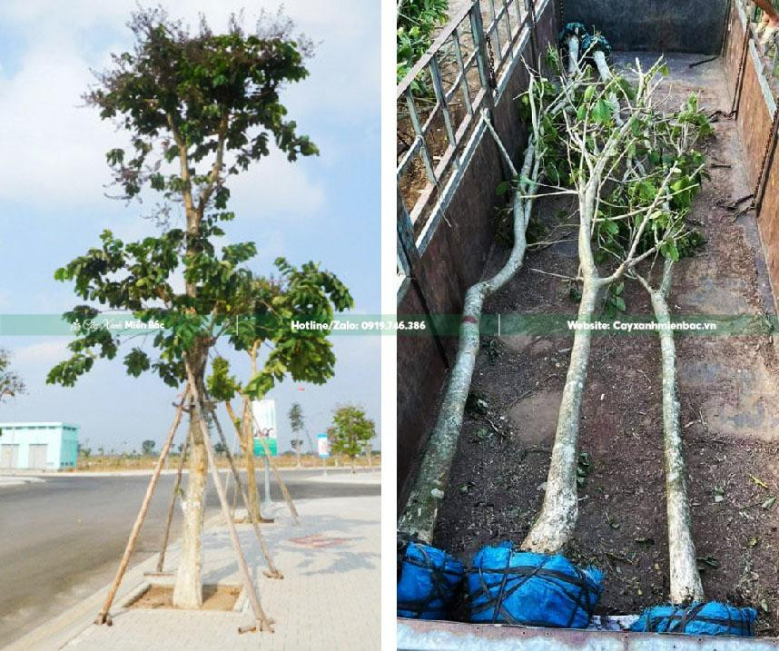 Cây bằng lăng tím nở hoa