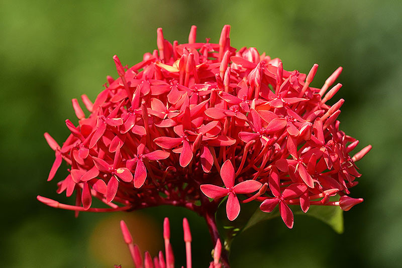 Cụm hoa bông trang nhỏ hình ống