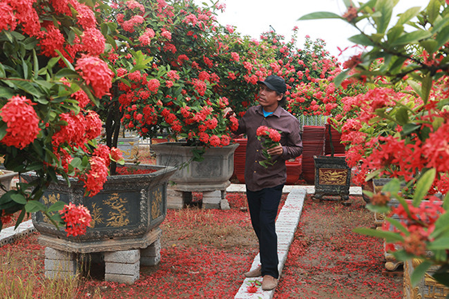 Một loại cây bông trang lá lớn thân cao