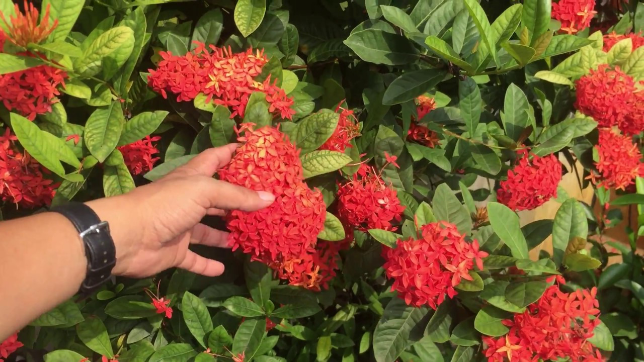 Cây bông trang thân gỗ dạng bụi với lá xanh nhạt và hoa nhỏ màu đỏ