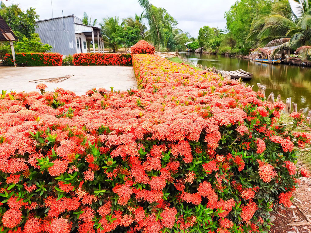 Cận cảnh hoa bông trang trồng hàng rào