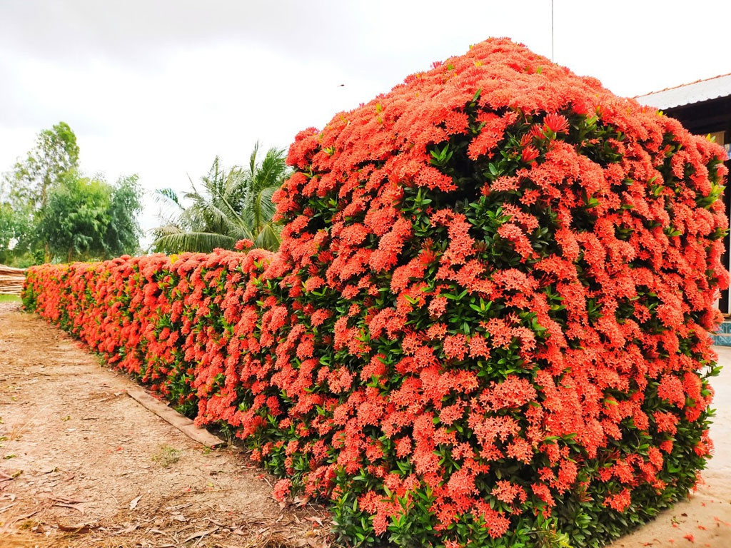 Cây bông trang trồng hàng rào