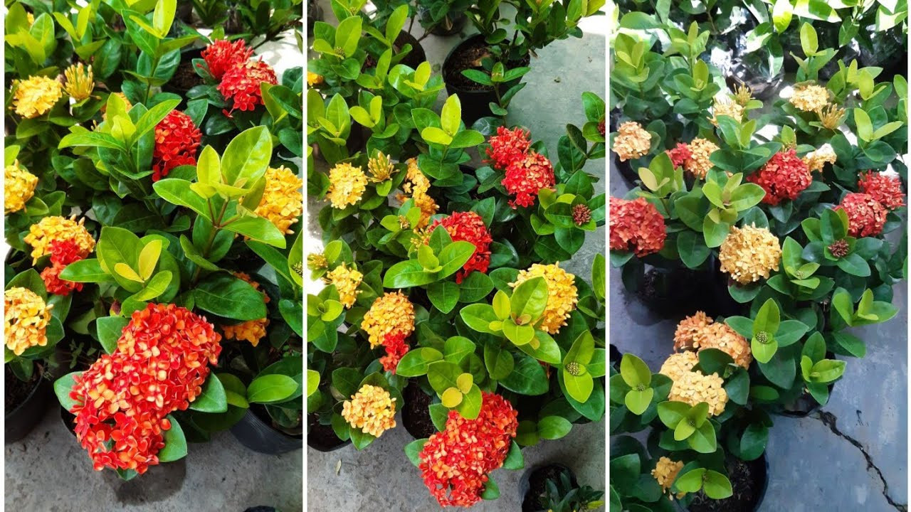 Các loại hoa bông trang nhỏ nhiều màu sắc từ Thái Lan