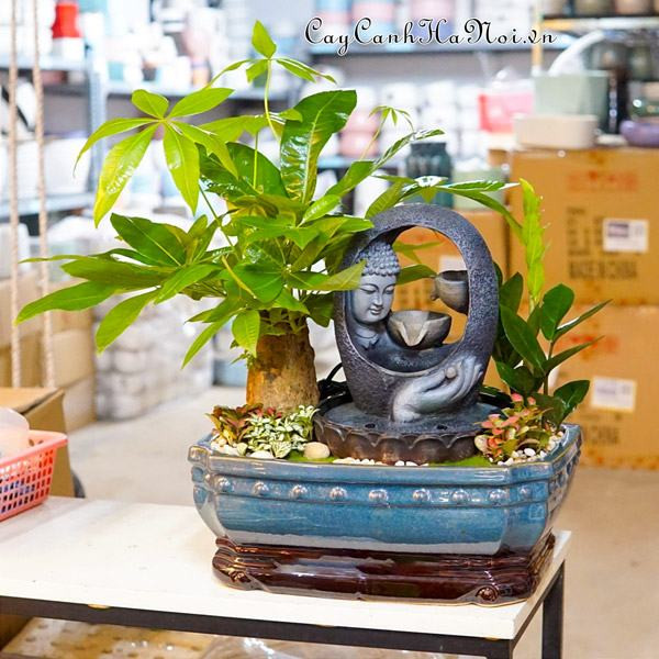 Hình ảnh minh họa: Cây cảnh thuộc hành Kim