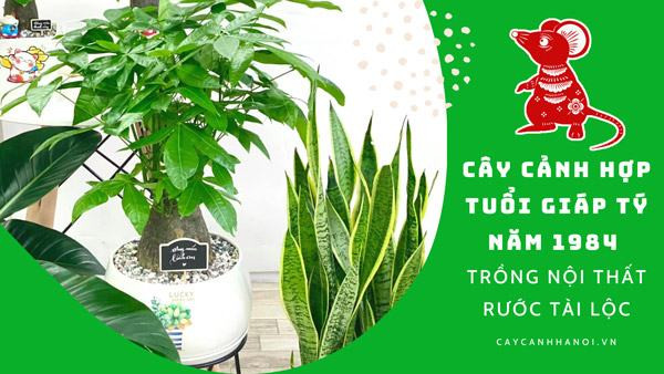 Hình ảnh minh họa: Một chậu cây cảnh đặt trước nhà