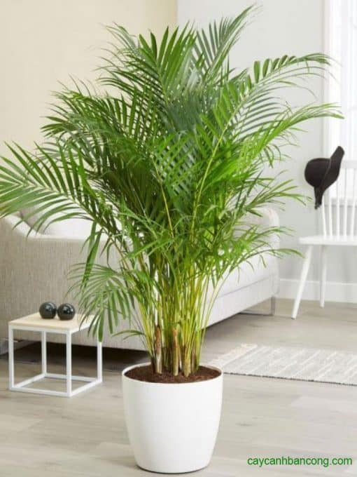Cây cau cảnh - sự lựa chọn lý tưởng cho văn phòng