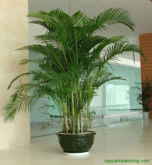 Cây cau cảnh - biểu tượng của sự may mắn