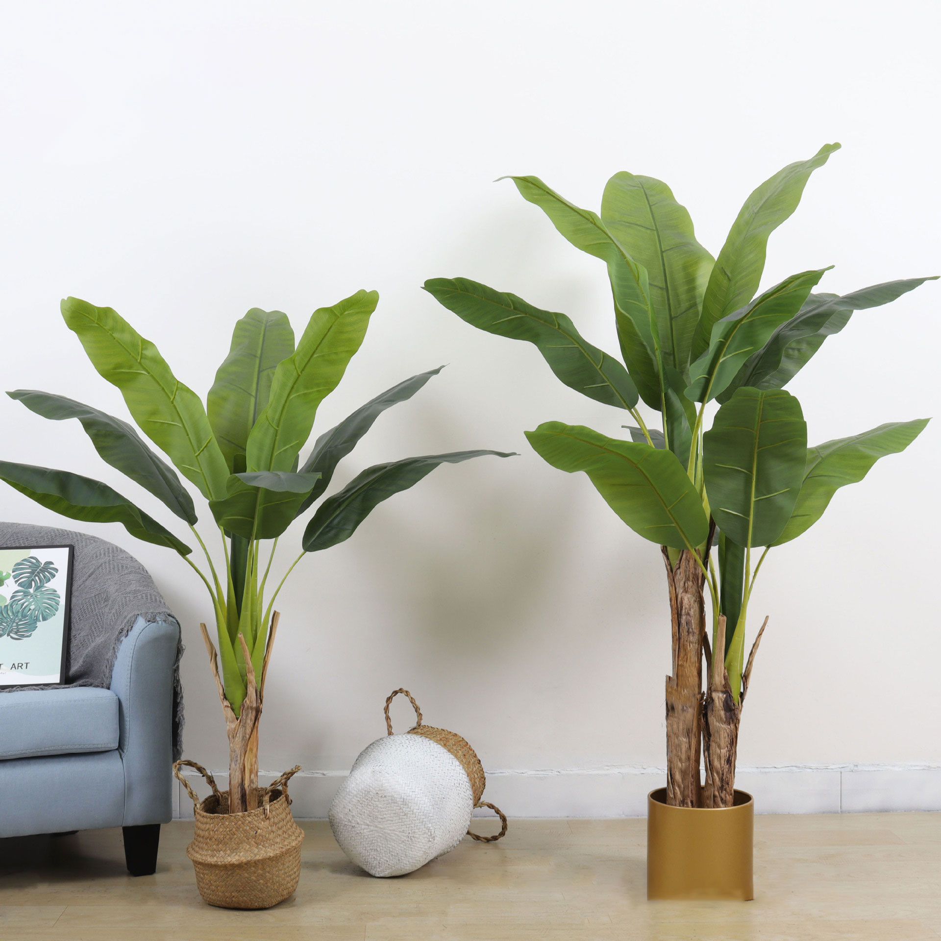 Cây chuối cảnh giúp không gian sống của bạn thêm phần thoáng đãng, trong lành