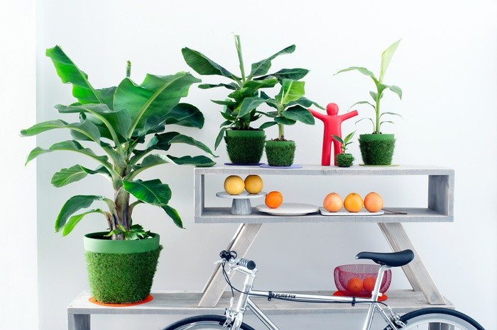 Cây chuối cảnh mini được nhiều người săn lùng