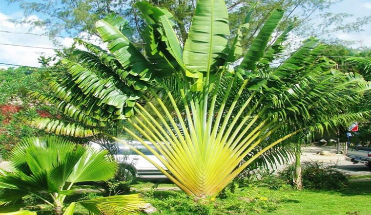 Cây chuối cảnh rẻ quạt nổi bật với hình dáng độc đáo